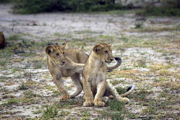 坦桑尼亚塞卢斯野生动物保护区狮子