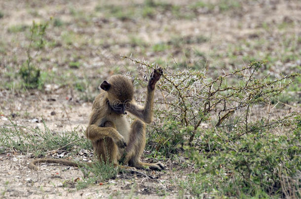 坦桑尼亚赛卢斯野生动物保护区的小狒狒