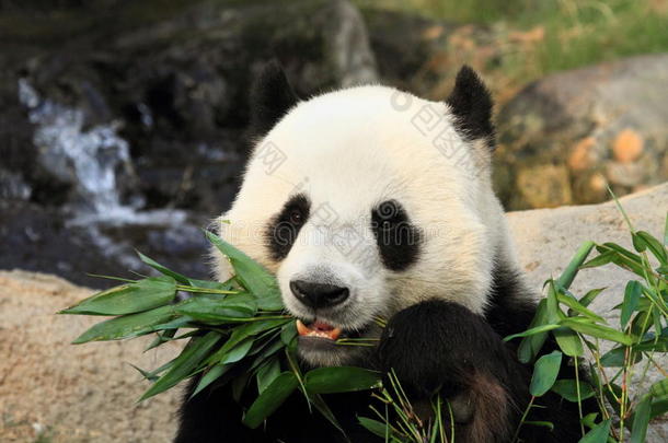 可爱的大熊猫吃竹叶