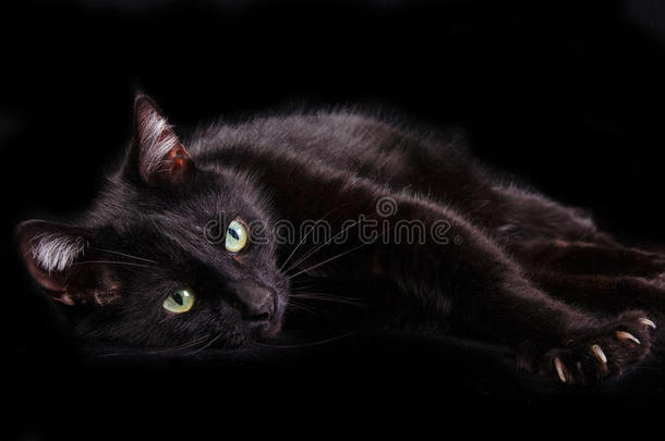 黑猫在黑色背景上露出爪子