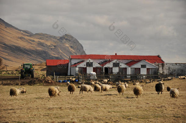老农场和许多绵羊，冰岛
