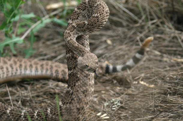 西响尾蛇-亚利桑那州塞多纳