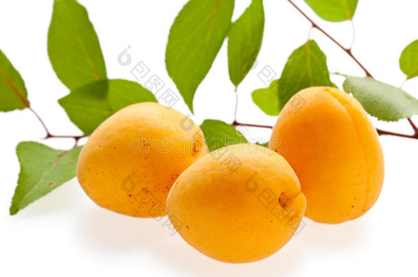 三鲜杏绿枝