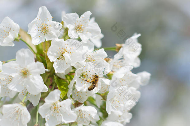 蜜蜂授<strong>粉樱花</strong>