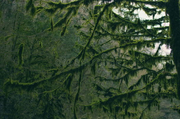 森林里树木的枝条覆盖着苔藓