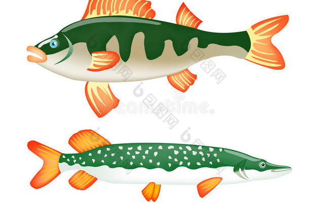 两条淡水鱼鲈鱼和梭鱼