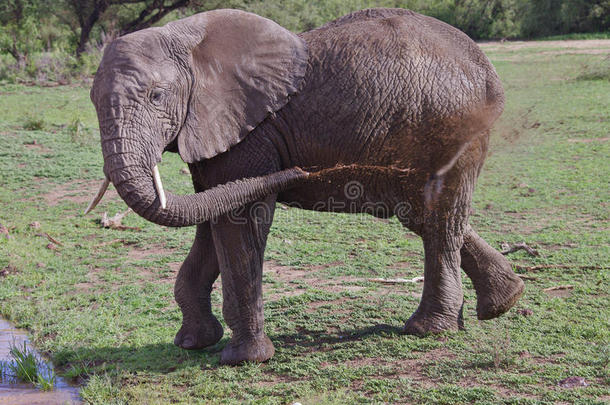 坦桑尼亚曼雅拉湖大象<strong>降温</strong>