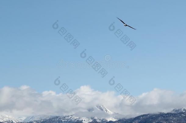 鹰击长空