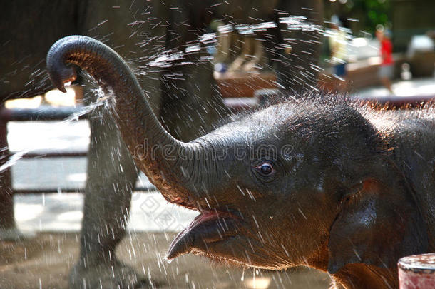 小象喜欢喝水