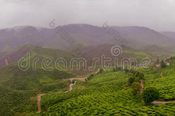 马来西亚雨茶庄园