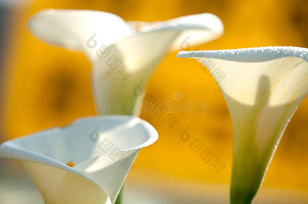 白色马蹄莲，背景为淡黄色