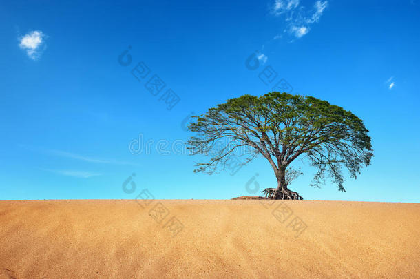 蓝天大树沙漠