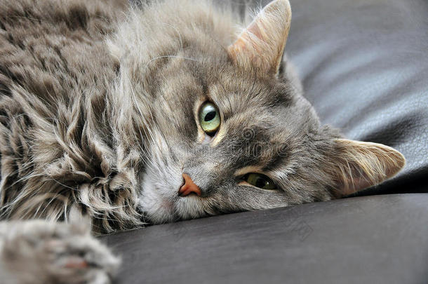 垫子上的可爱猫