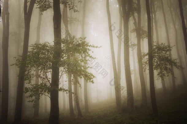 <strong>梦幻</strong>般的一张美丽的绿色<strong>森林</strong>带雾的照片