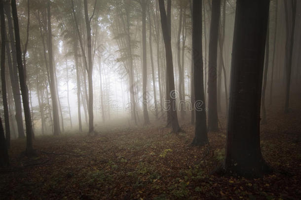 光线带着雾进入神秘的森林