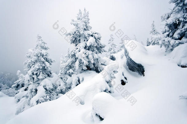 积雪覆盖的岩石，乌拉尔的树木。西伯利亚塔加.