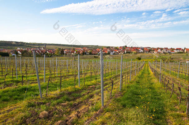 春天的葡萄园，b区有一个德国村庄