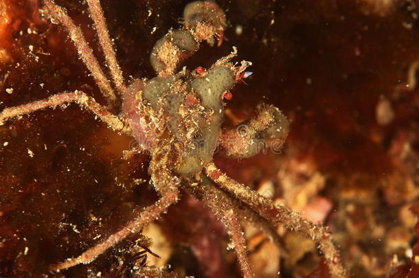海葵蟹-布雷斯特湾，英国，法国