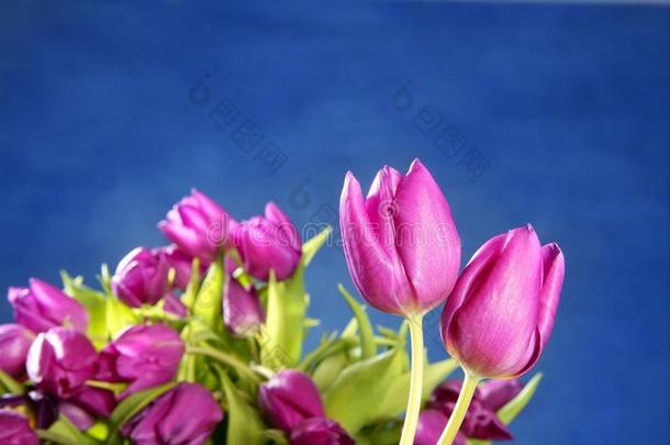 蓝色工作室背景上的郁金香粉色花朵