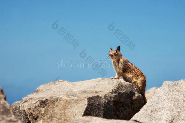 警惕地站在岩石上的松鼠