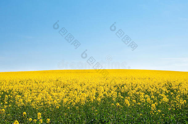 黄色的田野映衬着天空