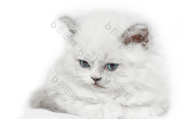 <strong>专属</strong>的白色小猫，蓝眼睛