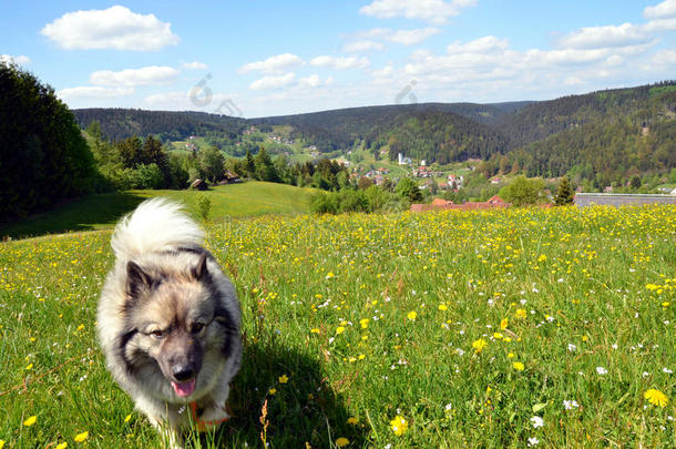 德国春季犬景