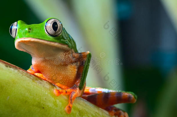 巴西热带亚马逊雨林中的树蛙