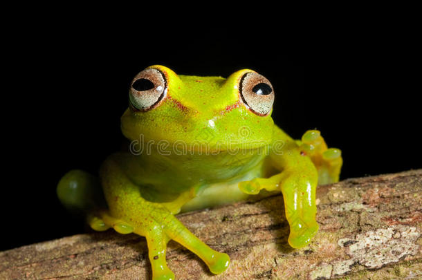 美丽的亚马逊树蛙鲜艳的色彩