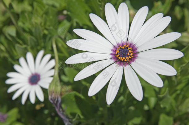 克里特岛上的野生白色雏菊。