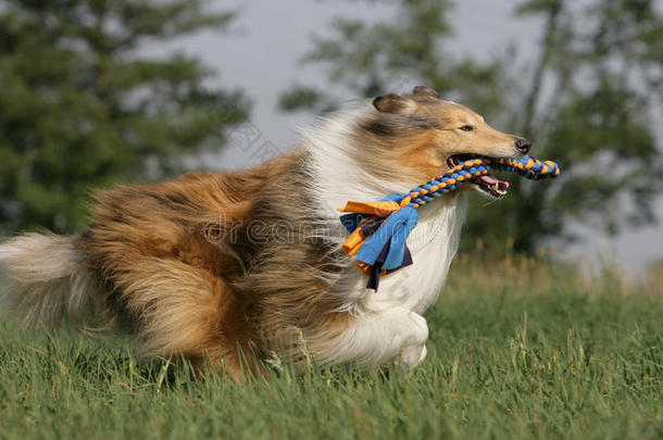 狂奔的牧羊犬抱着狗玩具