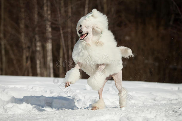 白贵宾犬