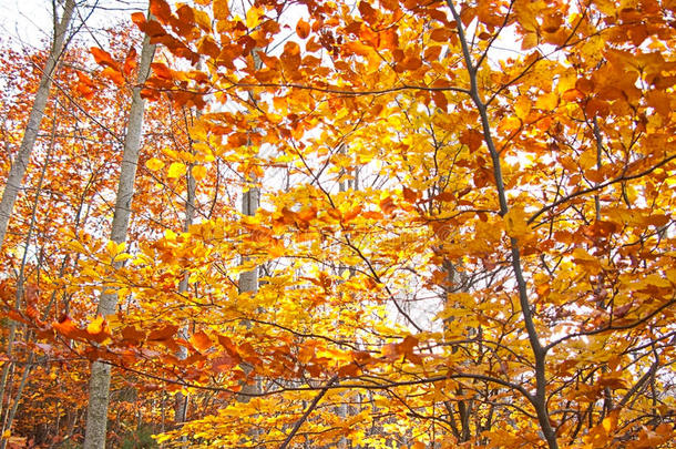 秋天叶子：橙色，有些树是红色和黄色的