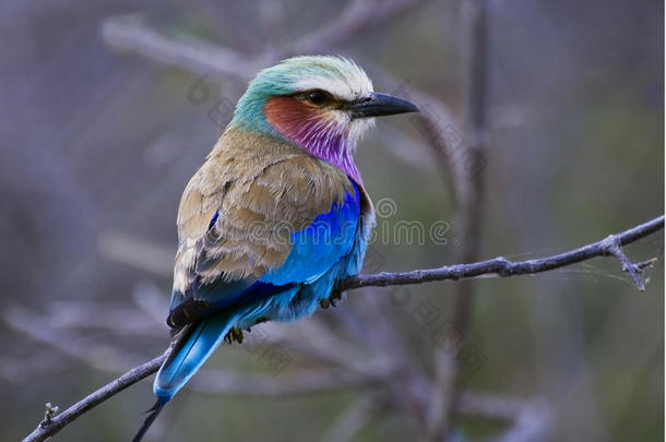 紫丁香胸菜鸟