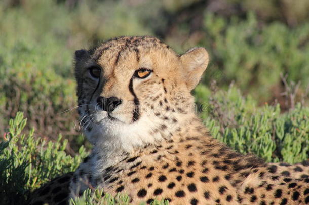 桑博纳<strong>野生动物保护区</strong>的猎豹