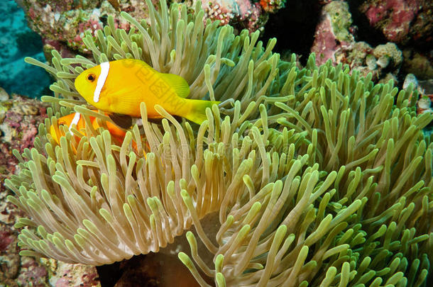 珊瑚礁中的小丑鱼和海葵
