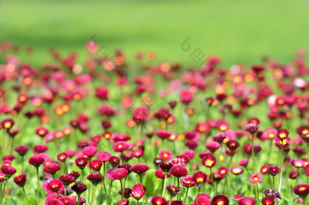 许多鲜活的红花