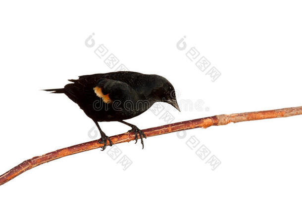 红翼黑鸟从树枝上向前倾