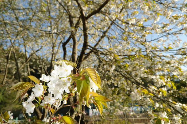 樱花樱花