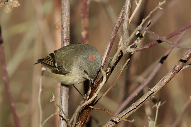 红顶<strong>小王</strong>