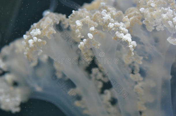 澳大利亚斑点水母