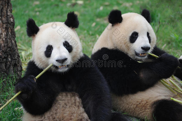 两只可爱的熊猫在吃竹子