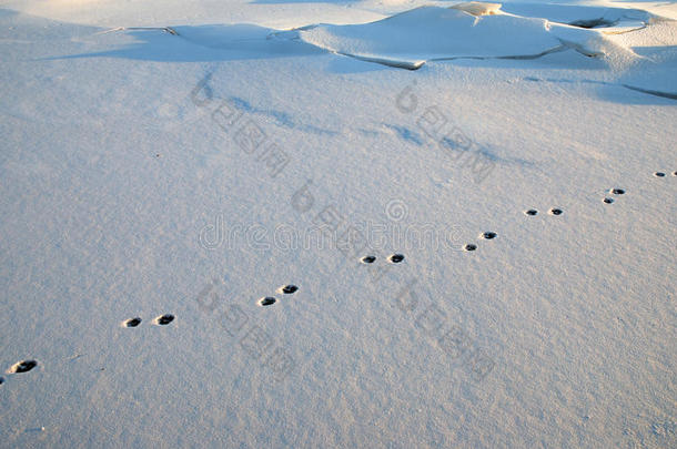 雪中的兔子脚印