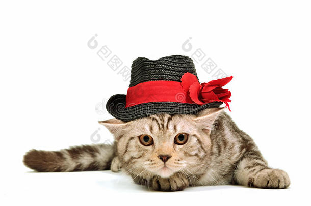 戴黑<strong>帽子</strong>的苏格兰折叠式小猫