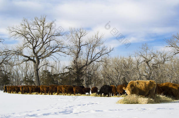 冬天，一群牛以干草为食