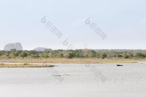 斯里兰卡保护区内的湖泊和野生动物