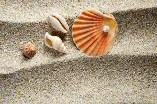 沙滩珍珠贝壳暑假
