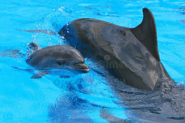小海豚和妈妈