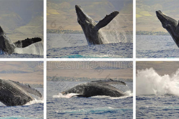 鲸鱼照片序列