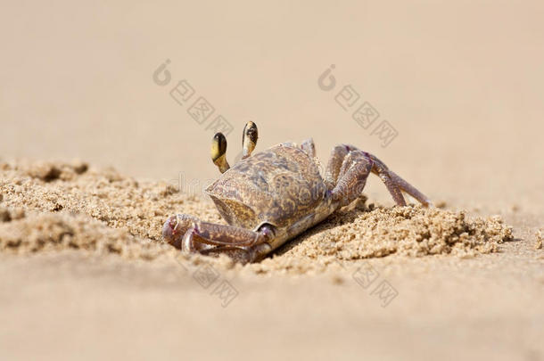 螃蟹在沙滩上从洞里偷窥